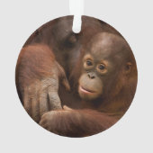 Orangutan mère et bébé au zoo (dos)