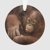Orangutan mère et bébé au zoo (devant)