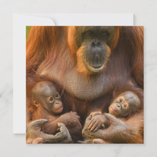 Orangutan Moeder die twee baby's houdt (Voorkant)