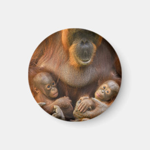 Orangutan Moeder die twee baby's houdt Magneet