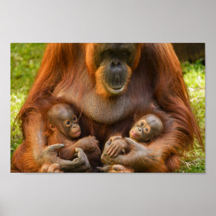 Orangutan Moeder die twee baby's houdt Poster