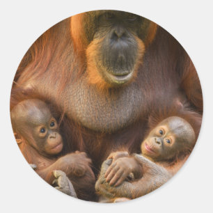 Orangutan Moeder die twee baby's houdt Ronde Sticker