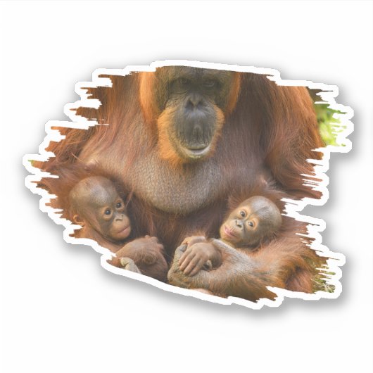 Orangutan Moeder die twee baby's houdt Sticker (Voorkant)