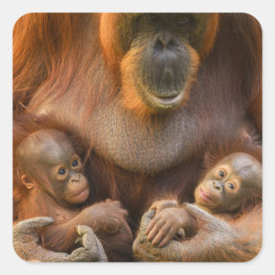 Orangutan Moeder die twee baby's houdt Vierkante Sticker