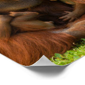Orangutan Moeder en Babies Poster (Hoek)