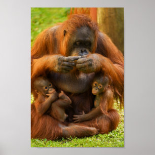 Orangutan Moeder en Babies Poster