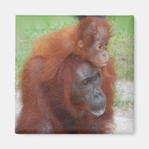 Orangutan Moeder en Baby op het eiland Borneo Magneet