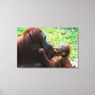 Orangutan Moeder met Baby Canvas Afdruk