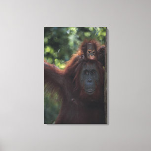 Orangutan Moeder met Baby Canvas Afdruk