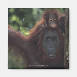 Orangutan Moeder met Baby Magneet