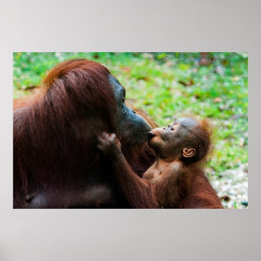 Orangutan Moeder met Baby Poster (Voorkant)
