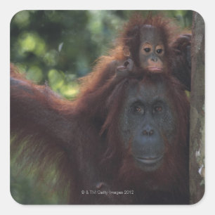 Orangutan Moeder met Baby Vierkante Sticker