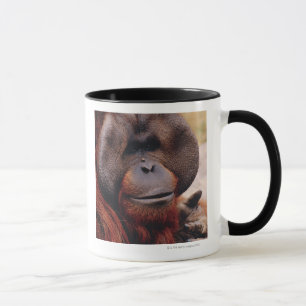 Orangutan Mok