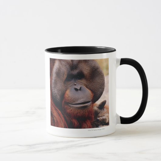 Orangutan Mok (Rechts)