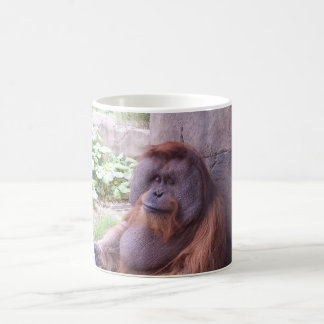 Orangutan Mok