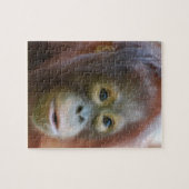 Orangutan op het eiland Borneo Legpuzzel (Horizontaal)