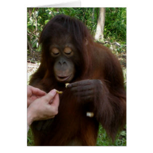 Orangutan Orphan Eats Peanuts in Oerwoud