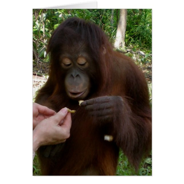 Orangutan Orphan Eats Peanuts in Oerwoud (Voorkant)