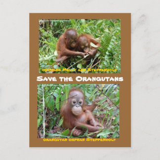 Orangutan Orphans op OFI Island of Borneo Briefkaart