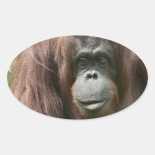 Orangutan Ovale Sticker