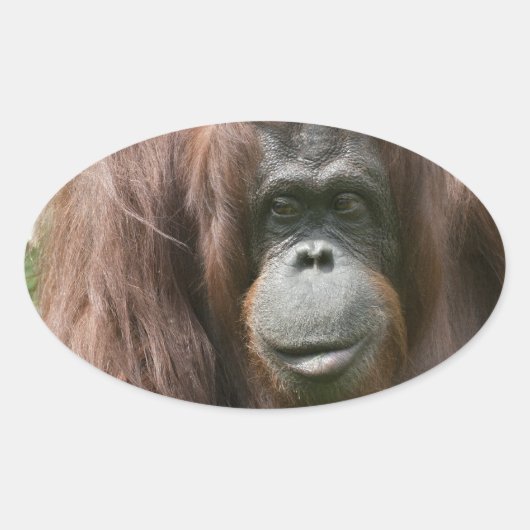 Orangutan Ovale Sticker (Voorkant)