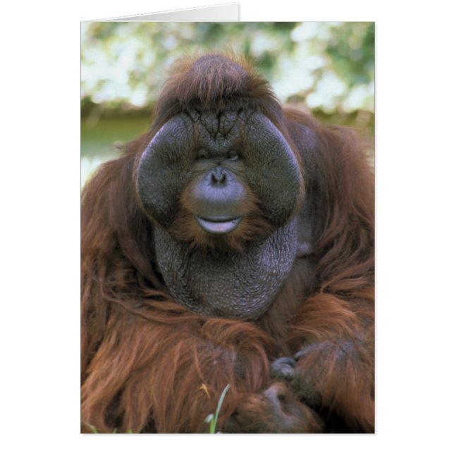 Orangutan Pongo Pygmaeus (Voorkant)