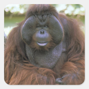 Orangutan Pongo Pygmaeus Vierkante Sticker