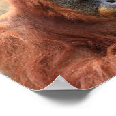 Orangutan poster (Hoek)
