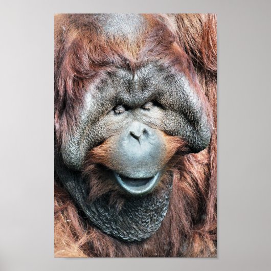 ORANGUTAN POSTER (Voorkant)
