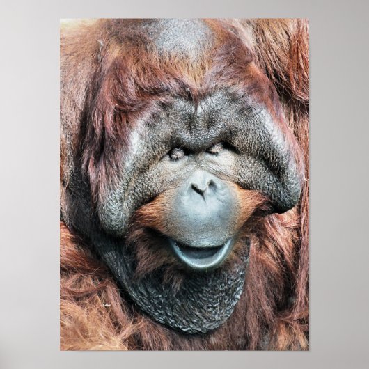 ORANGUTAN POSTER (Voorkant)