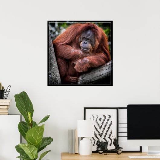 Orangutan Poster (Thuiskantoor)