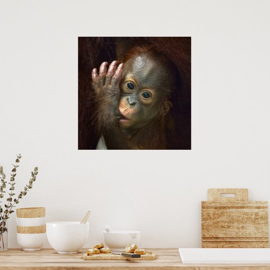 Orangutan Poster (Keuken)