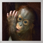 Orangutan Poster (Voorkant)