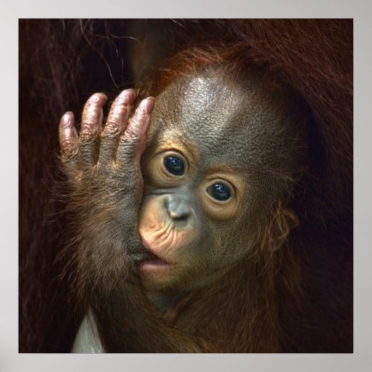 Orangutan Poster (Voorkant)