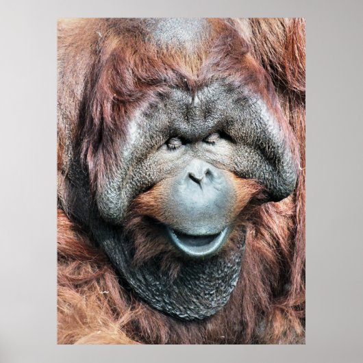 ORANGUTAN POSTER (Voorkant)