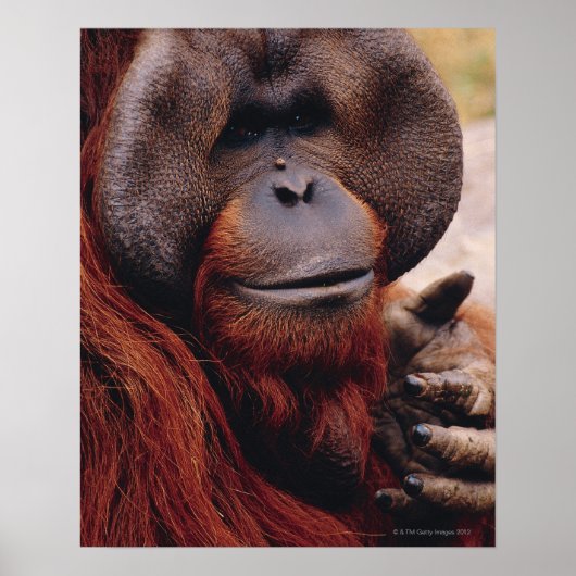 Orangutan Poster (Voorkant)