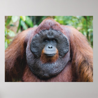 Orangutan poster