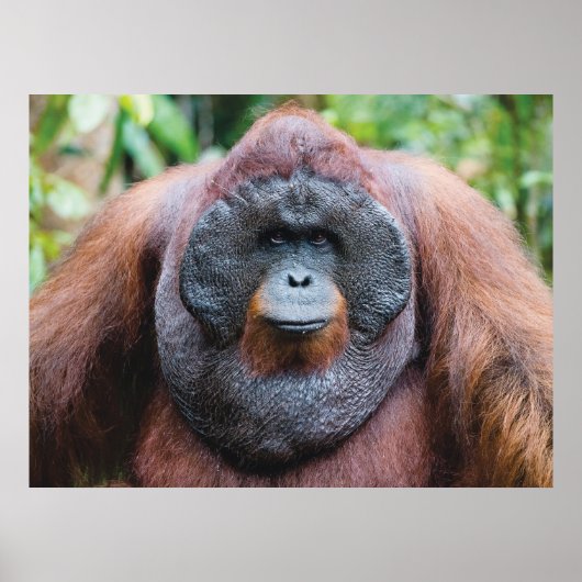 Orangutan poster (Voorkant)