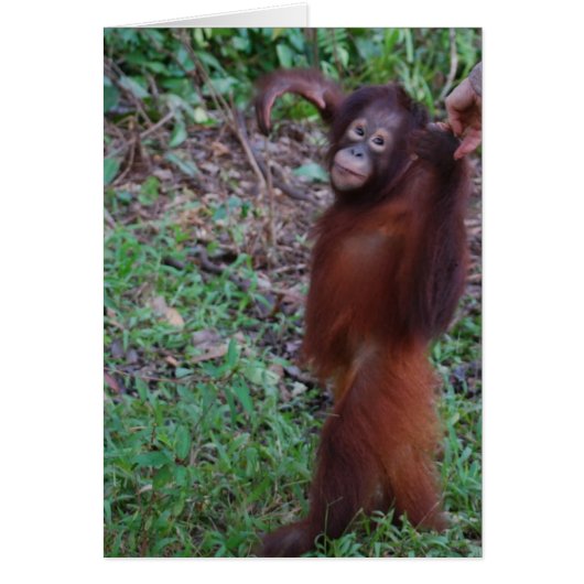 Orangutan Rainforest Hike (Voorkant)
