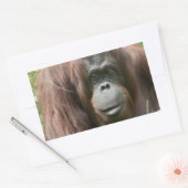 Orangutan Rechthoekige Sticker (Envelop)