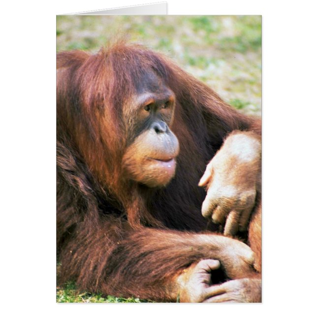 Orangutan Reclining (Voorkant)