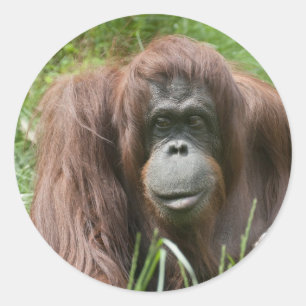 Orangutan Ronde Sticker