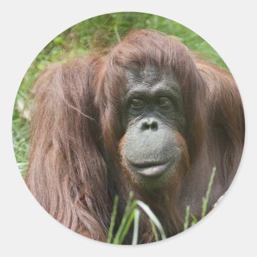 Orangutan Ronde Sticker (Voorkant)