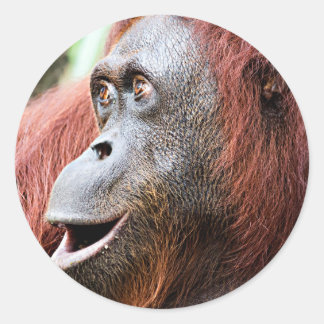 Orangutan Ronde Sticker