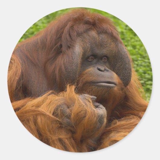 Orangutan Ronde Sticker (Voorkant)