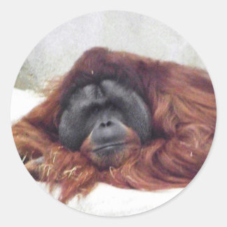 Orangutan Ronde Sticker