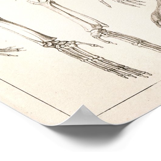 Orangutan Skeleton Skull Veterinary Anatomie Print (Hoek)