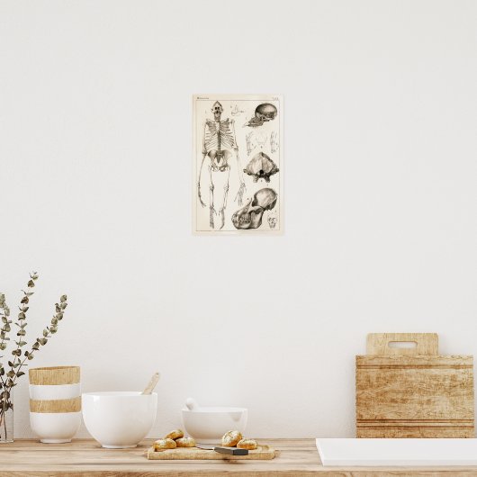 Orangutan Skeleton Skull Veterinary Anatomie Print (Keuken)