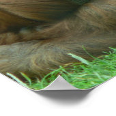 Orangutan Slaping Print (Hoek)