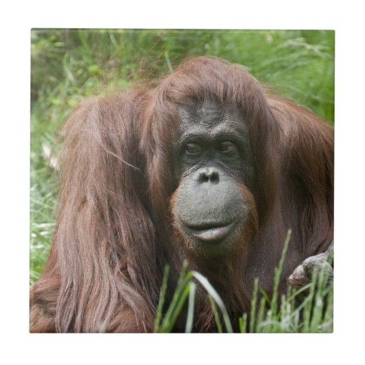 Orangutan Tegeltje (Voorkant)